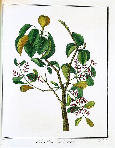 Manicheel tree (Hippomane mancinella) or Poison Guava, c1795