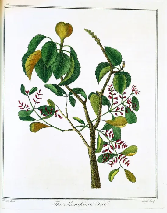 Framed Print : Manicheel tree (Hippomane mancinella) or Poison Guava, c1795 Framed Print : Manicheel tree (Hippomane mancinella) or Poison Guava, c1795