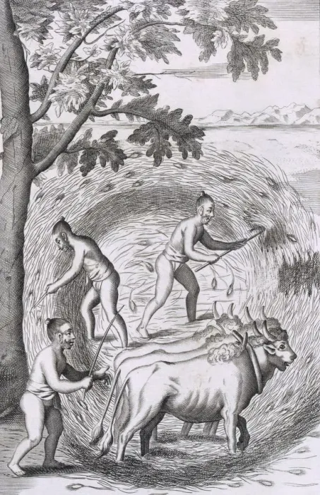 Framed Print : The manner of treading out their rice, pub. 1681. Creator: Robert Knox (1641-1720) Framed Print : The manner of treading out their rice, pub. 1681. Creator: Robert Knox (1641-1720)
