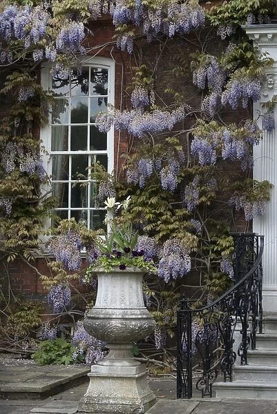 A manor house covered by ancient wisteria branches, close to Richmond Park, England