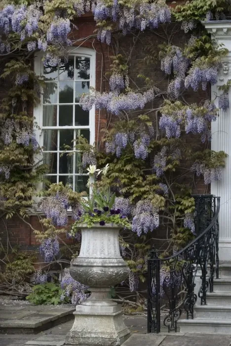 Framed Print : A manor house covered by ancient wisteria branches, close to Richmond Park, England Framed Print : A manor house covered by ancient wisteria branches, close to Richmond Park, England