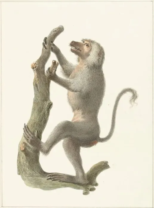 Framed Print : Mantle baboon, 1759-1842. Creator: Pieter Bartholomeusz. Barbiers Framed Print : Mantle baboon, 1759-1842. Creator: Pieter Bartholomeusz. Barbiers