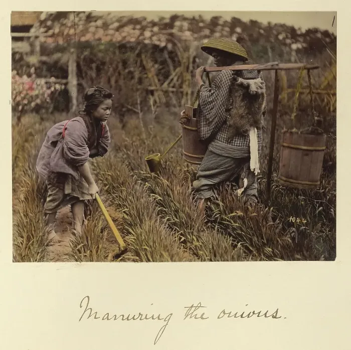 Framed Print : Manuring the onions, about 1873-1883. Creator: Shinichi Suzuki I Framed Print : Manuring the onions, about 1873-1883. Creator: Shinichi Suzuki I