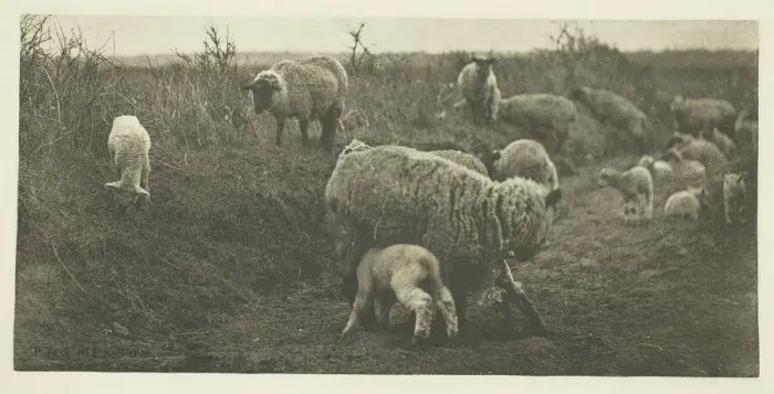 Framed Print : A March Pastoral (Suffolk), c. 1883 / 87, printed 1888. Creator: Peter Henry Emerson Framed Print : A March Pastoral (Suffolk), c. 1883 / 87, printed 1888. Creator: Peter Henry Emerson