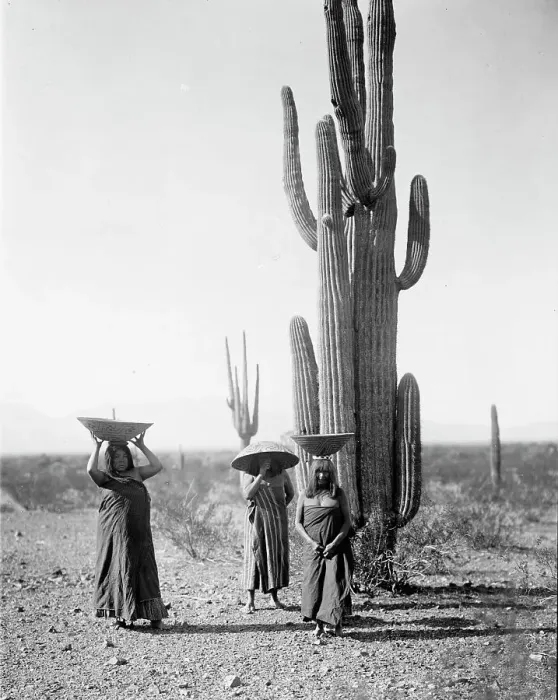 Framed Print : Maricopa women gathering fruit from Saguaro cacti, 1907, c1907. Creator: Edward Sheriff Curtis Framed Print : Maricopa women gathering fruit from Saguaro cacti, 1907, c1907. Creator: Edward Sheriff Curtis