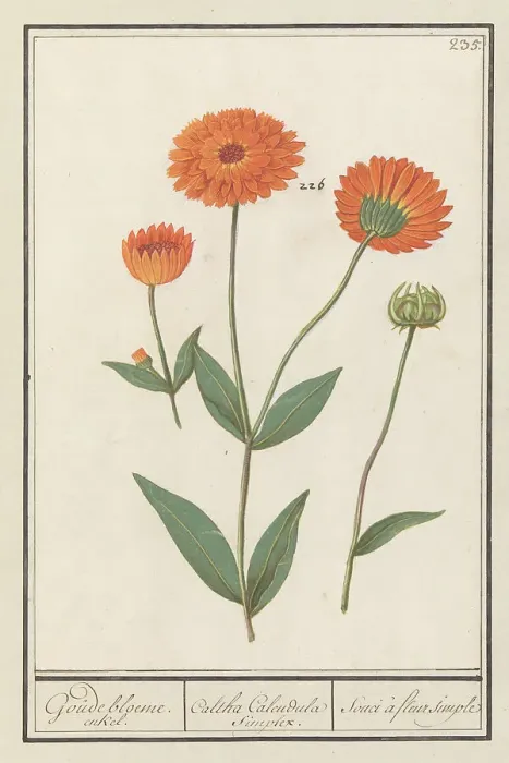 Framed Print : Marigold (Calendula), 1596-1610. Creators: Anselmus de Boodt, Elias Verhulst Framed Print : Marigold (Calendula), 1596-1610. Creators: Anselmus de Boodt, Elias Verhulst