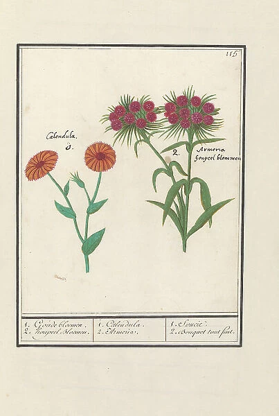 Marigold (Calendula) and Sweet William (Dianthus barbatus), 1596-1610. Creators: Anselmus de Boodt, Elias Verhulst