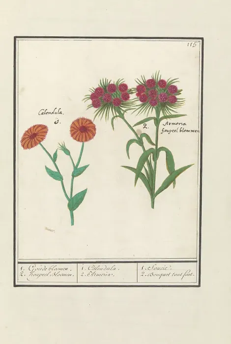 Framed Print : Marigold (Calendula) and Sweet William (Dianthus barbatus), 1596-1610. Creators: Anselmus de Boodt, Elias Verhulst Framed Print : Marigold (Calendula) and Sweet William (Dianthus barbatus), 1596-1610. Creators: Anselmus de Boodt, Elias Verhulst