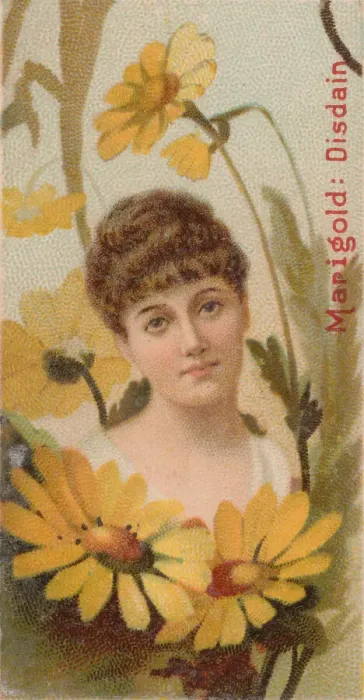 Framed Print : Marigold: Disdain, from the series Floral Beauties and Language of Flowers (N75 Framed Print : Marigold: Disdain, from the series Floral Beauties and Language of Flowers (N75