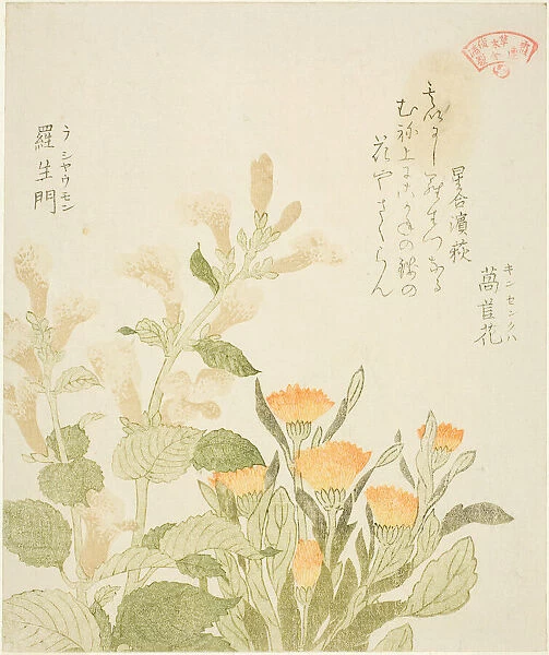 Marigold (Kinsenka) and Rashomon Flowers, from the series 'Collection of Plants for the... 1810s. Creator: Kubo Shunman