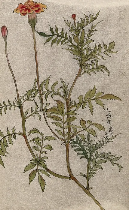 Framed Print : A marigold (Tagetes species): flowering stem. Creator: Unknown Framed Print : A marigold (Tagetes species): flowering stem. Creator: Unknown