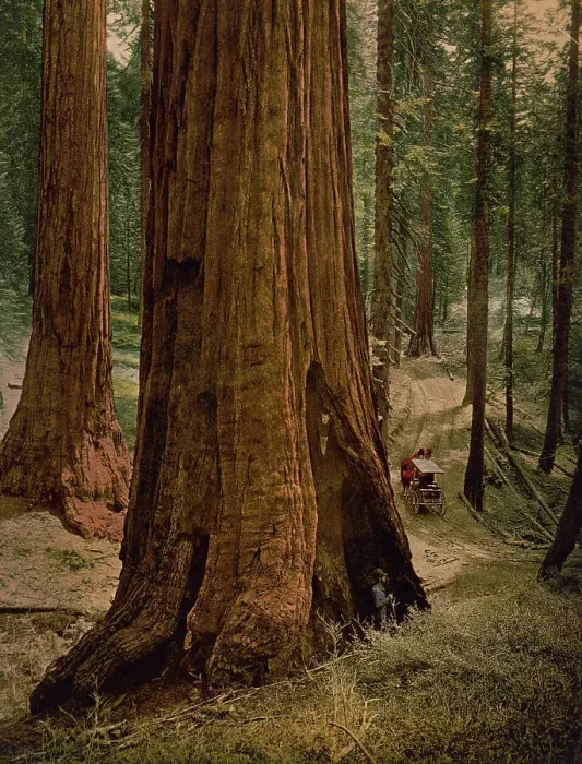 Framed Print : Mariposa Grove of big trees. Three graces, ca 1900. Creator: Unknown. Mariposa Grove of big trees. Three graces, ca 1900. Creator: Unknown Framed Print : Mariposa Grove of big trees. Three graces, ca 1900. Creator: Unknown. Mariposa Grove of big trees. Three graces, ca 1900. Creator: Unknown