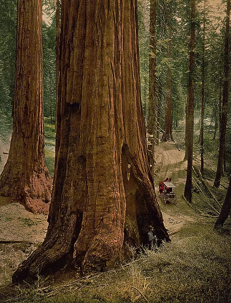 Mariposa Grove of big trees. 'Three graces', ca 1900. Creator: Unknown. Mariposa Grove of big trees. 'Three graces', ca 1900. Creator: Unknown