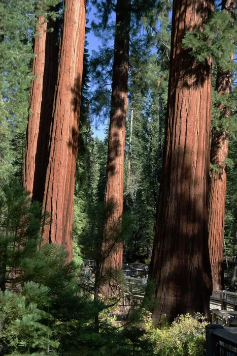 Framed Print : Mariposa Grove, Yosemite, California, USA, 2022. Creator: Ethel Davies Framed Print : Mariposa Grove, Yosemite, California, USA, 2022. Creator: Ethel Davies