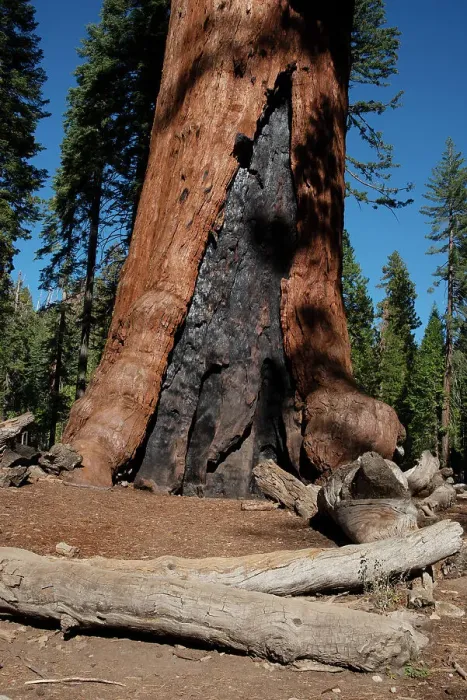 Framed Print : Mariposa Grove, Yosemite, California, USA, 2022. Creator: Ethel Davies Framed Print : Mariposa Grove, Yosemite, California, USA, 2022. Creator: Ethel Davies
