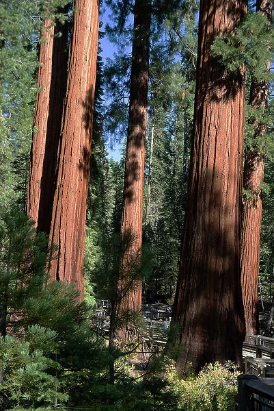 Mariposa Grove, Yosemite, California, USA, 2022. Creator: Ethel Davies