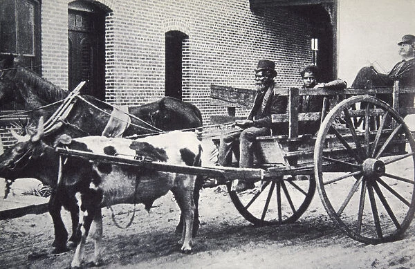 Mark Twain, American author, in the back of a horse and ox drawn cart, c1900. Artist