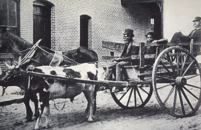 Framed Print : Mark Twain, American author, in the back of a horse and ox drawn cart, c1900. Artist Framed Print : Mark Twain, American author, in the back of a horse and ox drawn cart, c1900. Artist