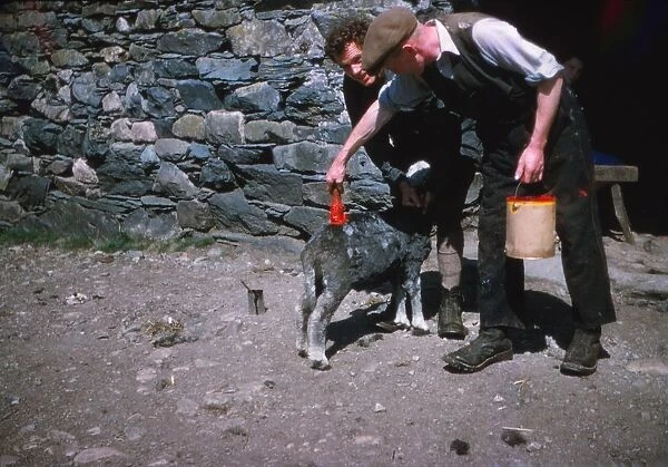 Marking sheep after shearing with Lanolin dye, Lake District, c1960. Artist: CM Dixon