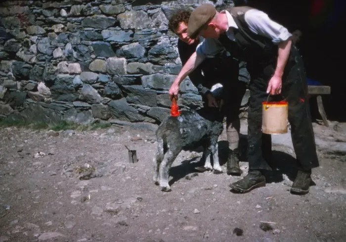 Framed Print : Marking sheep after shearing with Lanolin dye, Lake District, c1960. Artist: CM Dixon Framed Print : Marking sheep after shearing with Lanolin dye, Lake District, c1960. Artist: CM Dixon