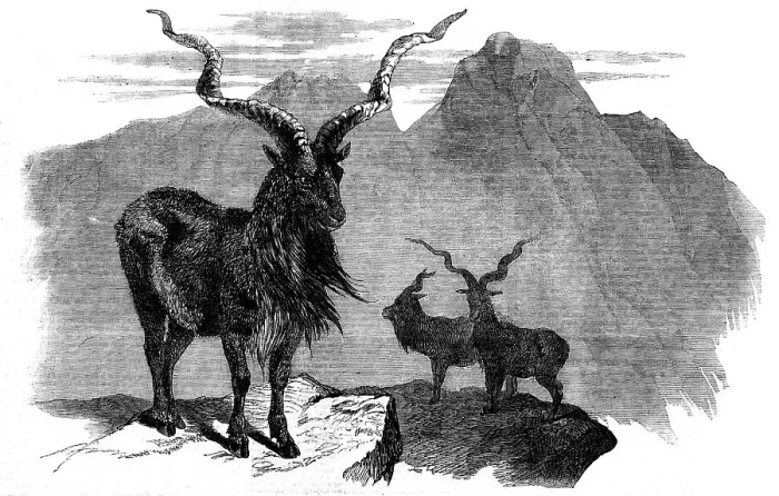 Framed Print : The Markore (Capra megaceros), 1858. Creator: Unknown Framed Print : The Markore (Capra megaceros), 1858. Creator: Unknown