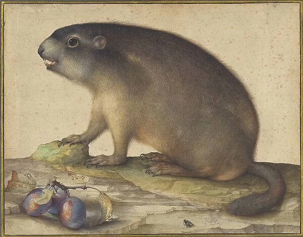 A Marmot with a Branch of Plums, 1605. Creator: Jacopo Ligozzi