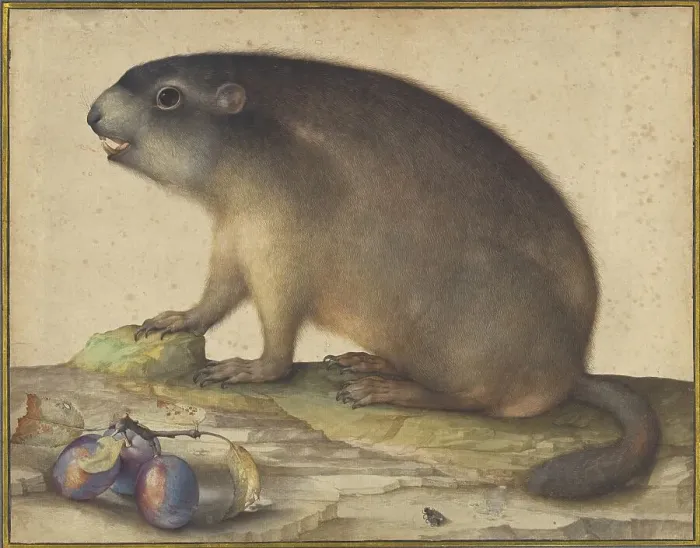 Framed Print : A Marmot with a Branch of Plums, 1605. Creator: Jacopo Ligozzi Framed Print : A Marmot with a Branch of Plums, 1605. Creator: Jacopo Ligozzi