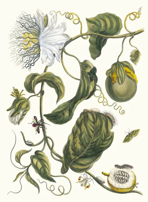 Framed Print : Marquis. From the Book Metamorphosis insectorum Surinamensium, 1705 Framed Print : Marquis. From the Book Metamorphosis insectorum Surinamensium, 1705