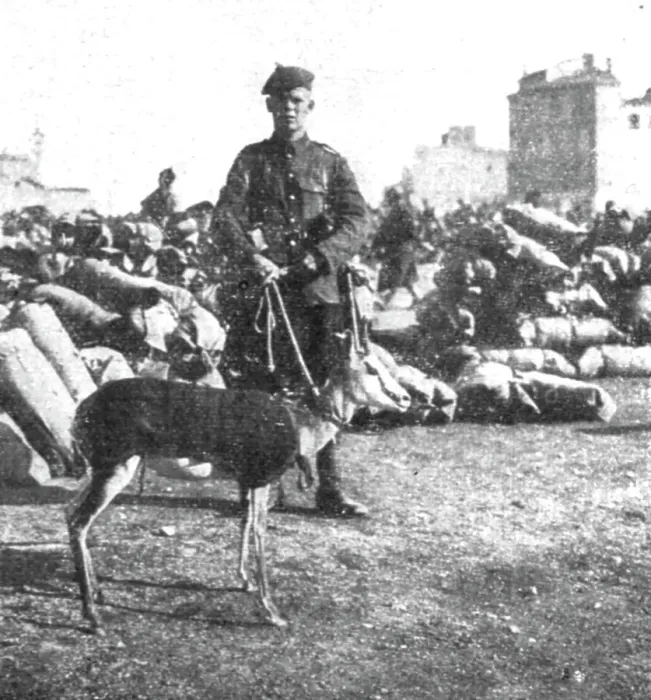 Framed Print : Marseille en Fete; La gazelle-mascotte du regiment ecossais de l'Afrique du Sud, 1916. Creator: Unknown Framed Print : Marseille en Fete; La gazelle-mascotte du regiment ecossais de l'Afrique du Sud, 1916. Creator: Unknown