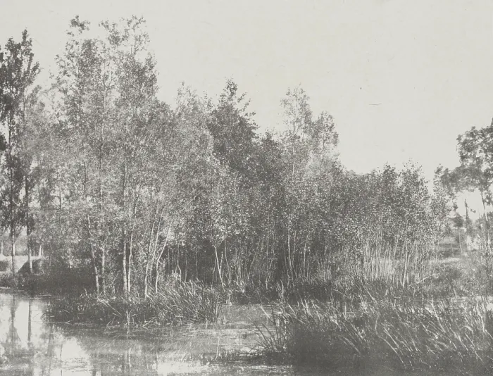 Framed Print : A Marsh, c1852. Creator: Adalbert Cuvelier Framed Print : A Marsh, c1852. Creator: Adalbert Cuvelier