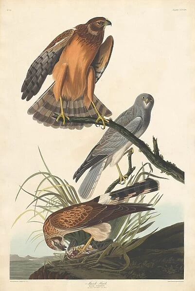 Marsh Hawk, 1837. Creator: Robert Havell