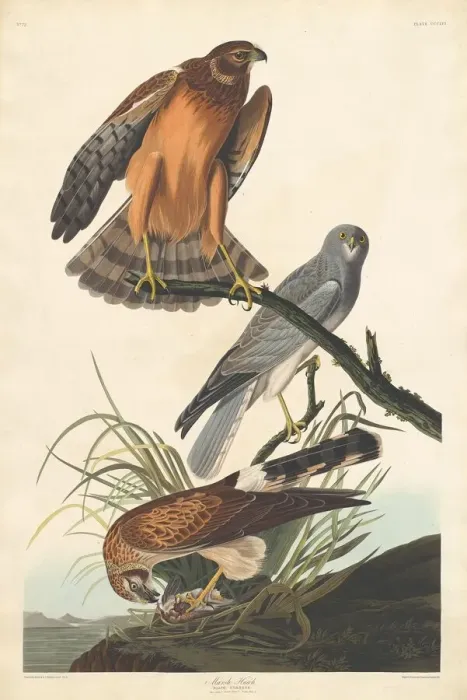 Framed Print : Marsh Hawk, 1837. Creator: Robert Havell