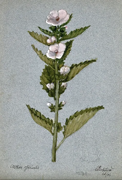 Framed Print : Marsh mallow plant (Althaea officinalis): flowering stem, 1906. Creator: Unknown Framed Print : Marsh mallow plant (Althaea officinalis): flowering stem, 1906. Creator: Unknown