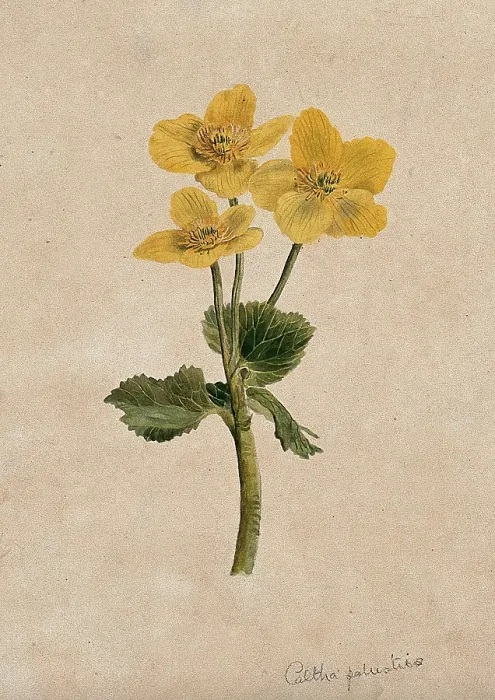 Framed Print : Marsh marigold or kingcups (Caltha palustris): flowering stem. Creator: Unknown Framed Print : Marsh marigold or kingcups (Caltha palustris): flowering stem. Creator: Unknown