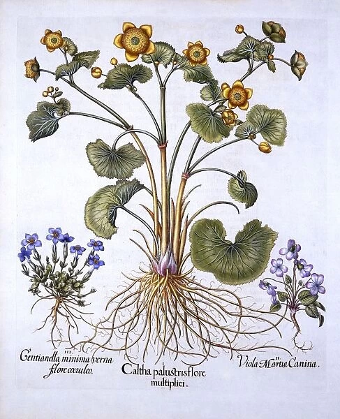 Marsh Marigold, March Violet and Spring Gentian, from Hortus Eystettensis, by Basil Besler
