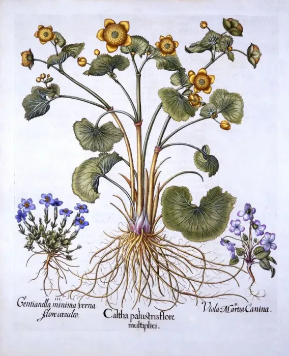 Framed Print : Marsh Marigold, March Violet and Spring Gentian, from Hortus Eystettensis, by Basil Besler Framed Print : Marsh Marigold, March Violet and Spring Gentian, from Hortus Eystettensis, by Basil Besler