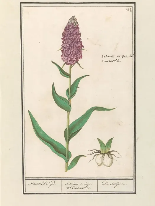 Framed Print : Marsh orchid (Dactylorhiza majalis), 1596-1610. Creators: Anselmus de Boodt, Elias Verhulst