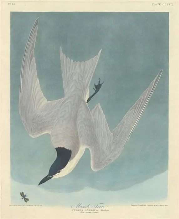 Framed Print : Marsh Tern, 1838. Creator: Robert Havell Framed Print : Marsh Tern, 1838. Creator: Robert Havell