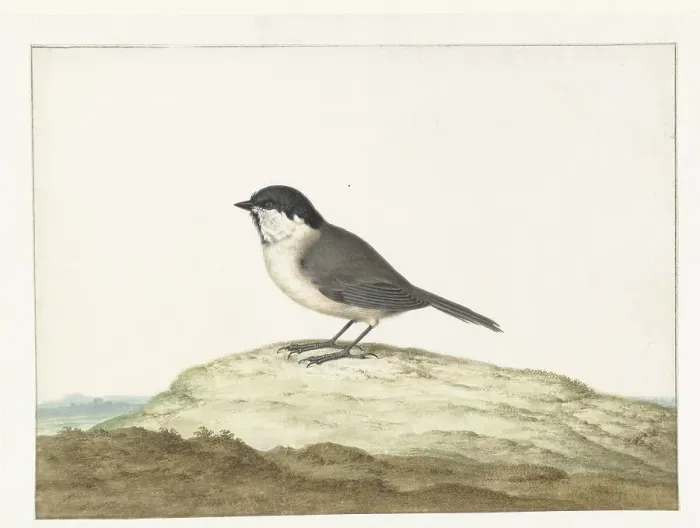 Framed Print : Marsh tit, 1658-1726. Creator: Johannes Bronkhorst Framed Print : Marsh tit, 1658-1726. Creator: Johannes Bronkhorst