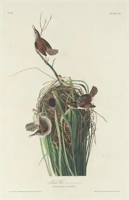 Framed Print : Marsh Wren, 1830. Creator: Robert Havell Framed Print : Marsh Wren, 1830. Creator: Robert Havell