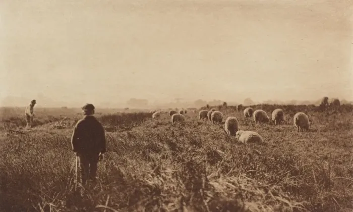 Framed Print : The Marshes in June, 1890-1891, printed 1893. Creator: Dr Peter Henry Emerson Framed Print : The Marshes in June, 1890-1891, printed 1893. Creator: Dr Peter Henry Emerson