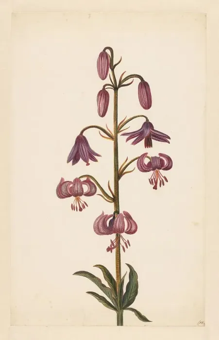 Framed Print : Martagon Lily (Lilium martagon), late 17th-early 18th century? Creator: Alida Withoos Framed Print : Martagon Lily (Lilium martagon), late 17th-early 18th century? Creator: Alida Withoos