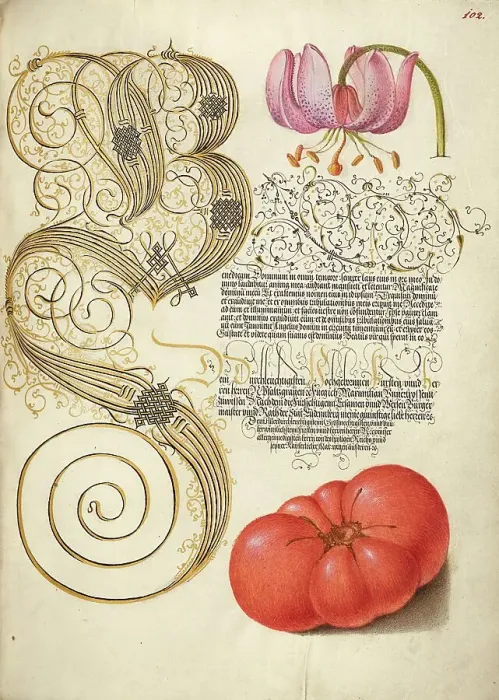 Framed Print : Martagon Lily and Tomato; Mira calligraphiae monumenta, 1561-1562; illumination added 1591-1596. Creator: Joris Hoefnagel Framed Print : Martagon Lily and Tomato; Mira calligraphiae monumenta, 1561-1562; illumination added 1591-1596. Creator: Joris Hoefnagel