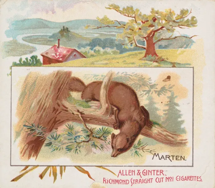 Framed Print : Marten, from Quadrupeds series (N41) for Allen & Ginter Cigarettes, 1890 Framed Print : Marten, from Quadrupeds series (N41) for Allen & Ginter Cigarettes, 1890