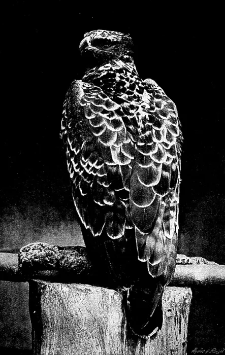 Framed Print : Martial Hawk Eagle, 1895. Creator: Robert Gambier Bolton Framed Print : Martial Hawk Eagle, 1895. Creator: Robert Gambier Bolton