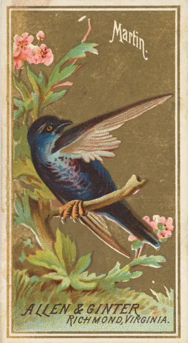 Framed Print : Martin, from the Birds of America series (N4) for Allen & Ginter Cigarettes Brands Framed Print : Martin, from the Birds of America series (N4) for Allen & Ginter Cigarettes Brands