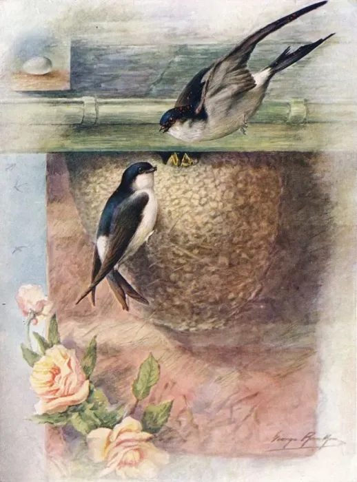 Framed Print : Martin - chel idon ur bica, c1910, (1910). Artist: George James Rankin Framed Print : Martin - chel idon ur bica, c1910, (1910). Artist: George James Rankin