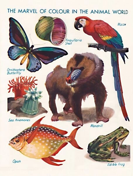 The Marvel of Colour in the Animal World, 1935