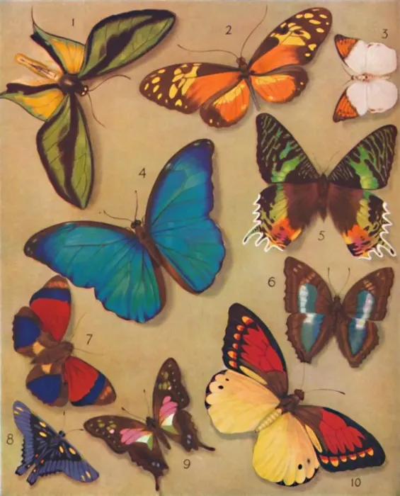 Framed Print : The Marvellous Colour of the Butterflies, 1935 Framed Print : The Marvellous Colour of the Butterflies, 1935