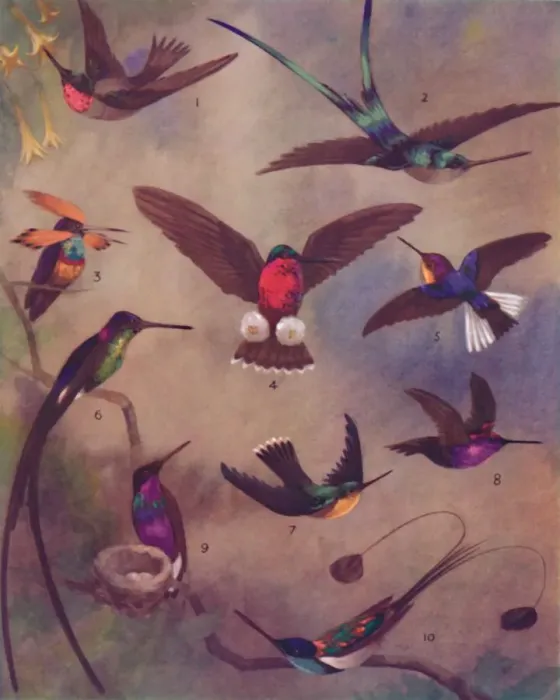 Framed Print : The Marvellous Colour of Humming-Birds, 1935 Framed Print : The Marvellous Colour of Humming-Birds, 1935